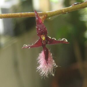 BULBOPHYLLUM MINIATUM ADULTA