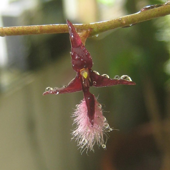 BULBOPHYLLUM MINIATUM MUDA