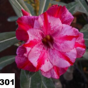 ROSA DO DESERTO TS301