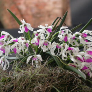LEPTOTES BICOLOR X SIB MUDA