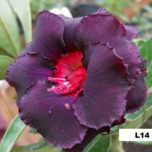ROSA DO DESERTO L14 NEGRA