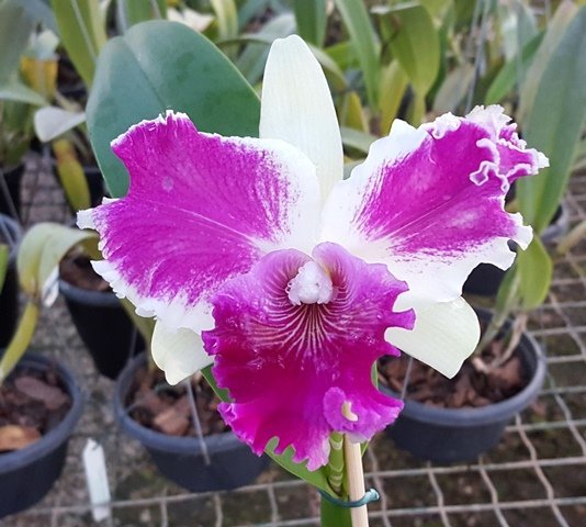 LC RED EMPRESS X LC SHELLIE COMPTON PRÉ ADULTA