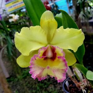 BLC. YOUNG KONG `SUN 16´ ADULTA
