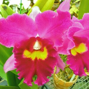 POT. ELEGANT DANCER X BLC. DRUMBEAT ADULTA