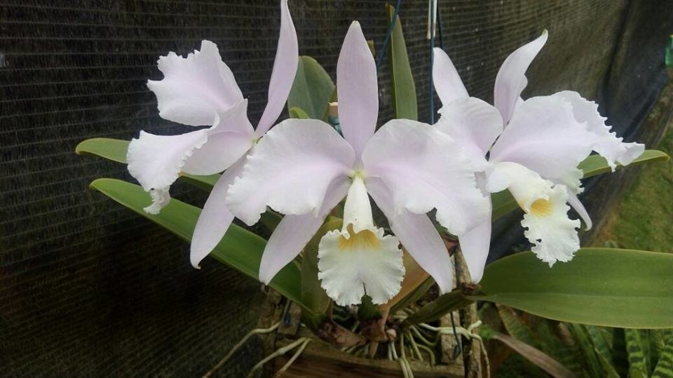 CATTLEYA WARNERI SUAVE SANTA TEREZA - PRÉ ADULTA