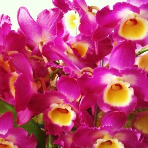 DENDROBIUM HÍBRIDO D26 PRÉ ADULTO