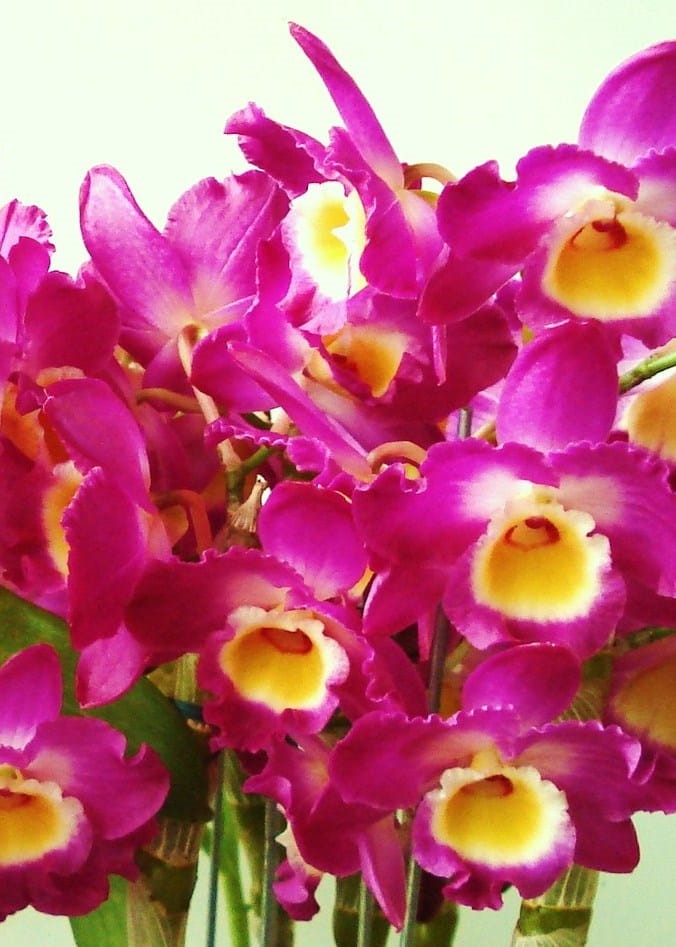 DENDROBIUM HÍBRIDO D26 PRÉ ADULTO