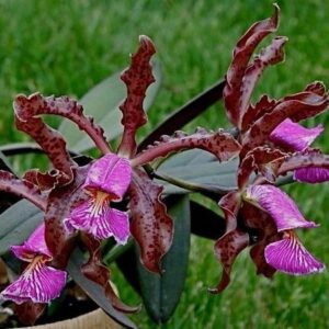 CATLEYA SCHILERIANA MUDA 5 A 10 CM