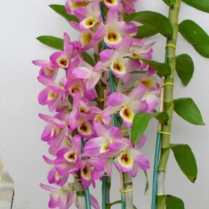 DENDROBIUM HÍBRIDO D36 PRÉ ADULTO