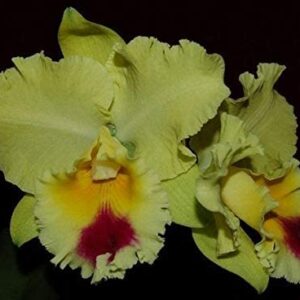 BLC. GOLDENZELLE `LEMON CHIFFON´ - CORTE ADULTO