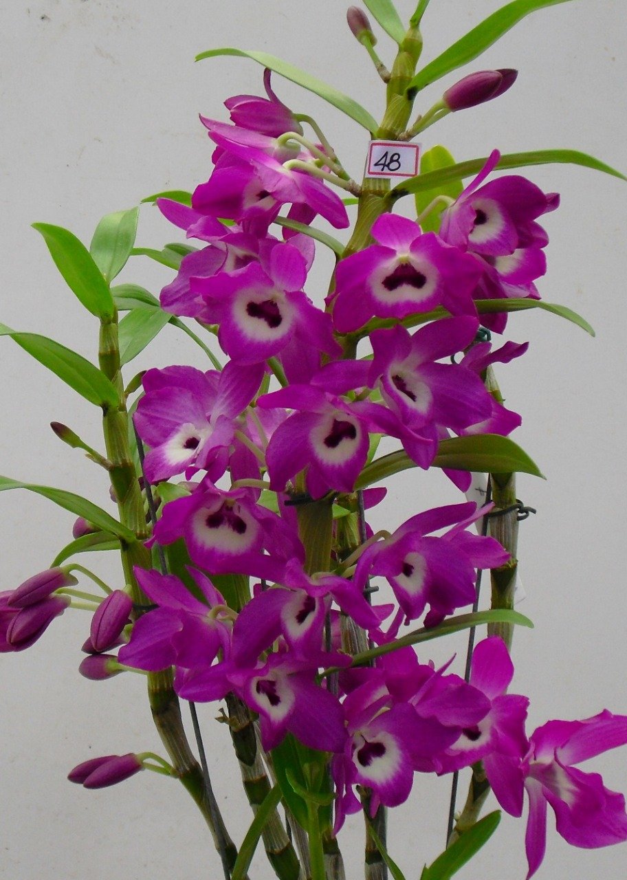 DENDROBIUM HÍBRIDO D48 PRÉ ADULTO