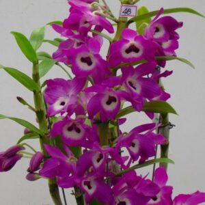 DENDROBIUM HÍBRIDO D48 PRÉ ADULTO