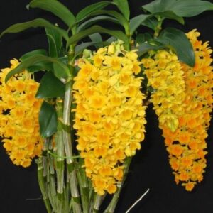 DENDROBIUM DENSIFLORUM PRE ADULTA