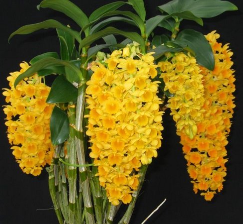 DENDROBIUM DENSIFLORUM PRE ADULTA