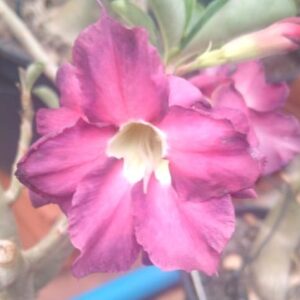 ROSA DO DESERTO - YK62
