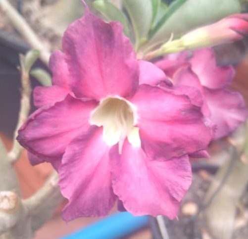 ROSA DO DESERTO - YK62