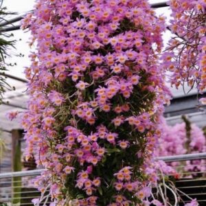 DENDROBIUM LODIGESI ADULTO