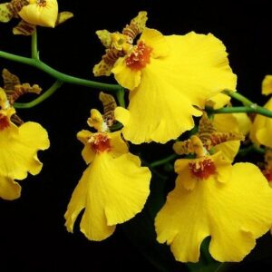 ONCIDIUM ALOHA IWANAGA NBS