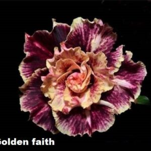 ROSA DO DESERTO GOLDEN FAITH