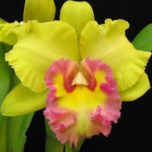 BLC. YOUNG KONG SUN ADULTA