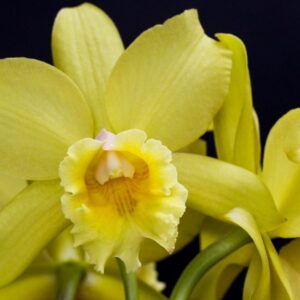 BLC WAIKIKI GOLD X DIGBYANA ADULTO