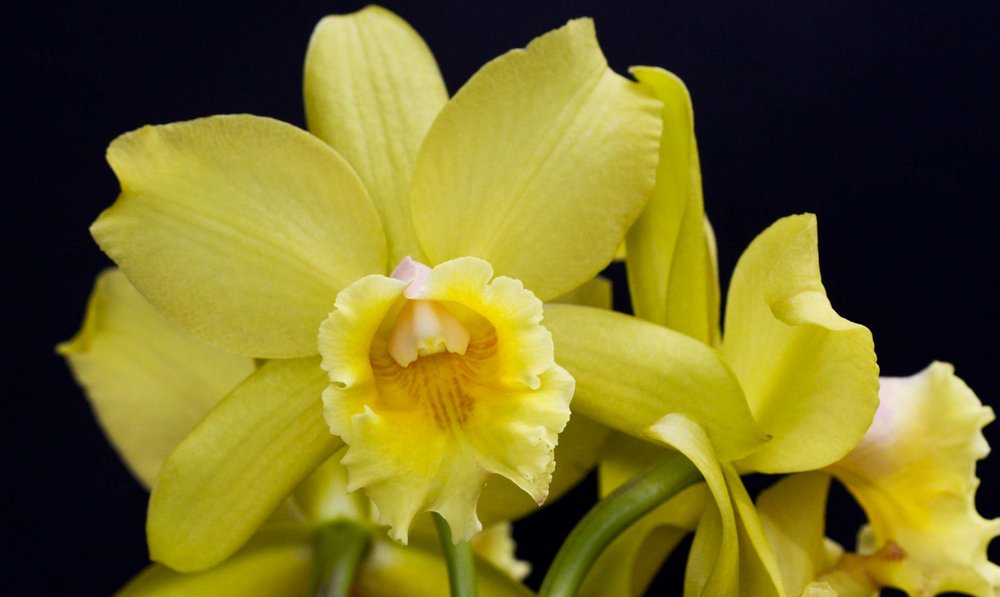 BLC WAIKIKI GOLD X DIGBYANA ADULTO