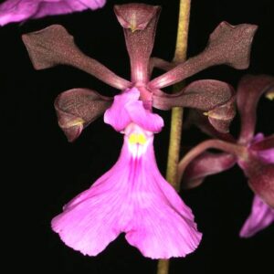 ENCICLIA CORDIGERA ATROPURPUREA - MUDA DE 5 A 10CM