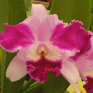 LC FIM "NATURE BEST" ADULTA