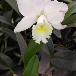 CATLEYA ALBA ADULTA