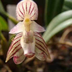 BULBOPHYLLUM AMBROSIA ADULTA