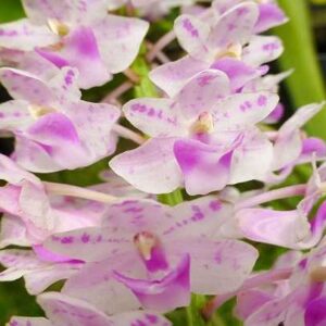 AERIDES FALCATA ADULTA