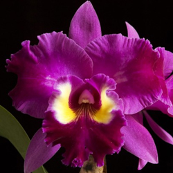 BLC EDISTO "NEW BERRY" - PRÉ ADULTA
