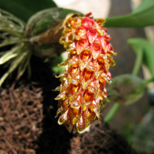 BULBOPHILUM CRASSIPES MUDA 5 A 10 CM