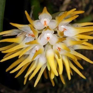 BULBOPHYLLUM ODORATISSIMUM ADULTO
