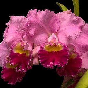 C. HORACE MAXIMA X BLC CHIA LIN NEW CITY MUDA 5 A 10 CM