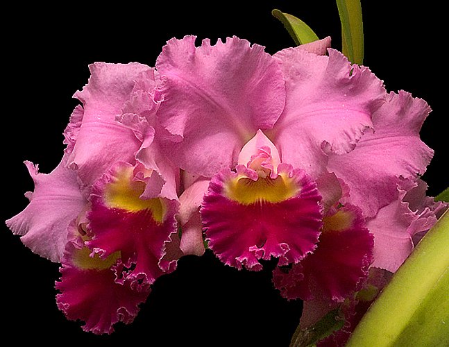 C. HORACE MAXIMA X BLC CHIA LIN NEW CITY MUDA 5 A 10 CM