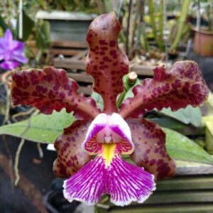 CATLEYA SCHILLERIANA TIPO ADULTO