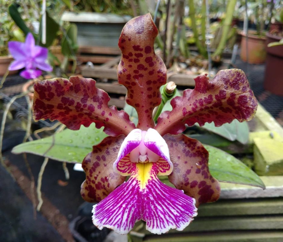 CATLEYA SCHILLERIANA TIPO ADULTO