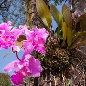 MIX CATLEYA ADULTA - Plantio em Arvore 1 unidade
