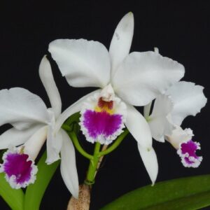 CATLEYA BRANCA ADULTA