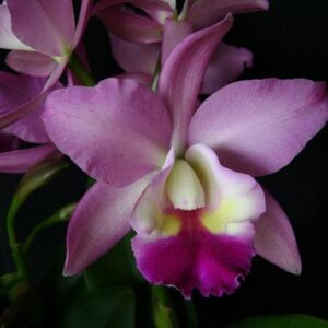 CATLEYA PINK ADULTA