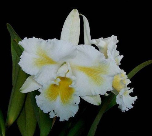 ISLAND CHAYN BLUMEN INSEL PRÉ ADULTA