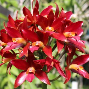 C.CHOCOLATE DROP X C.AURANTIACA MUDA