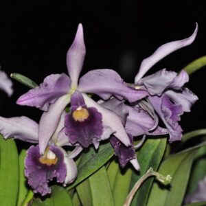 L. CANHAMIANA COERULEA MUDA 5 A 10 CM