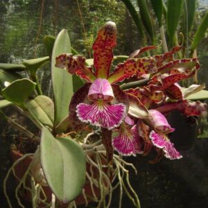 CATTLEYA SCHILLERIANA MUDA 5 A 10 CM