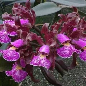 CATTLEYA SCHILLERIANA RUBRA x Self MUDA