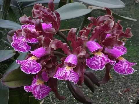 CATTLEYA SCHILLERIANA RUBRA x Self MUDA