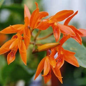 CATTLEYA AURANTIACA ADULTA 10 A 20 CM