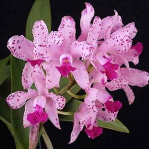 CATLEYA AMETHYSTOGLOSSA ADULTO