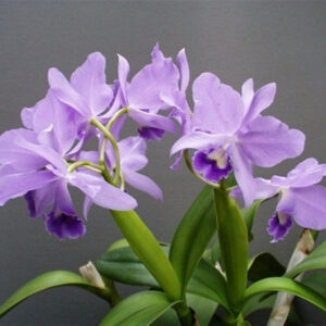 C. PORTIA COERULEA - ADULTO